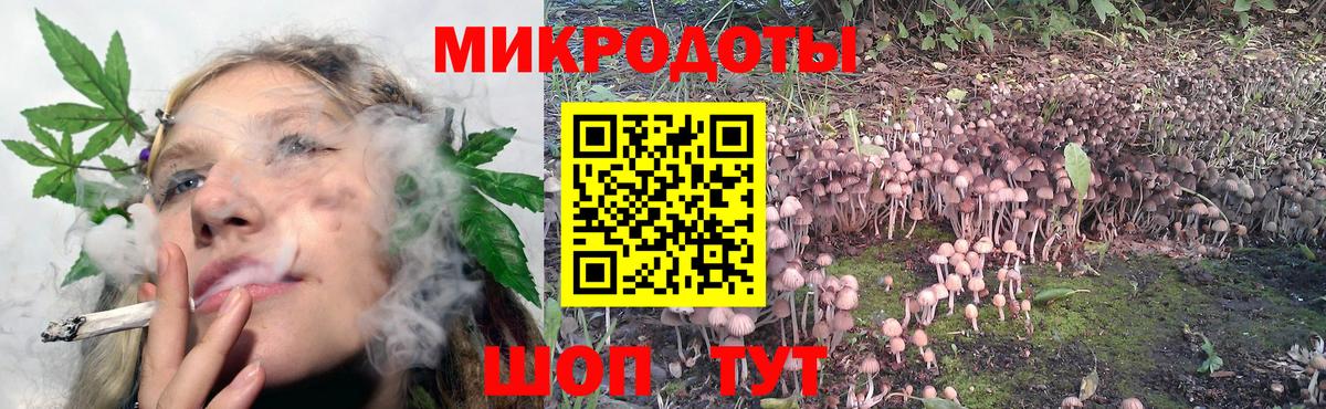 Псилоцибиновые грибы Cubensis Осинники